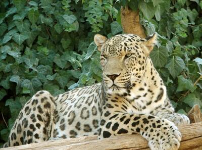  ثبت تصویر پلنگ ایرانی در پارک ملی لار+ عکس