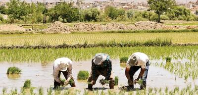 یک اتفاق مهم در بازار برنج/  برنج تا قیمت ۱۰۰ هزار تومان ارزان می‌شود