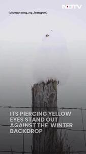 جغد برفی نامرئی!