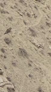 مشاهده یک پلنگ ایرانی در حاشیه روستای سمین‌دشت