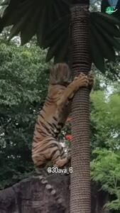  بالا رفتن شگفت‌انگیز ببر بنگال از درخت در جنگل + فیلم