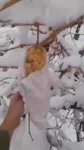  برداشت انگور زمستانی در خوانسار+ فیلم