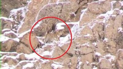 مشاهده و ثبت تصویر پلنگ ایرانی در پارک ملی لار