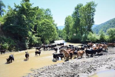  سوادکوه شمالی، ظرفیت تولیدات دامی و زراعی با ۱۰ هزار بهره‌بردار