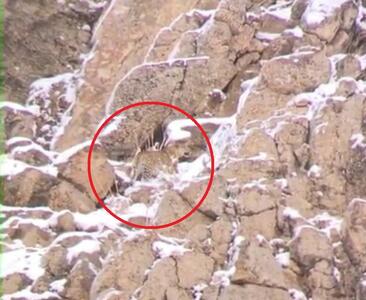  مشاهده و ثبت تصویر پلنگ ایرانی در پارک ملی لار