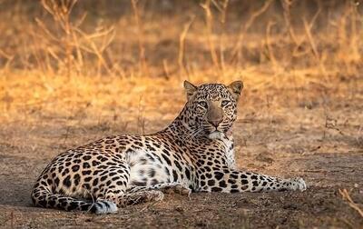 مشاهده یک قلاده پلنگ ایرانی در نزدیکی تهران/ عکس