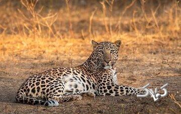 مشاهده یک قلاده پلنگ ایرانی در نزدیکی تهران/ عکس - مجله اینترنتی کولاک