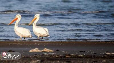 تصاویر؛ بازگشت غارغارک‌ها - مردم سالاری آنلاین