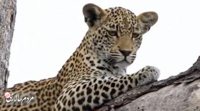 پلنگی در بالا، انسانی در پایین؛ اوج پیوند با طبیعت - مردم سالاری آنلاین