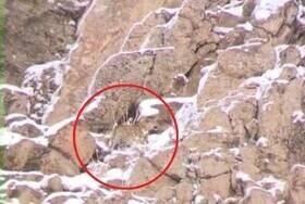 ثبت تصویر پلنگ ایرانی در ارتفاعات پارک ملی لار