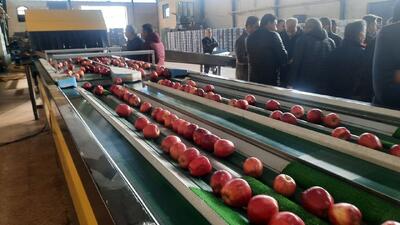  واحد سردخانه، سورتینگ و بسته بندی اشنویه افتتاح شد