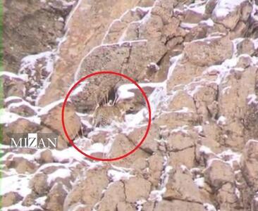 مشاهده و ثبت تصویر پلنگ ایرانی در پارک ملی لار تأیید شد