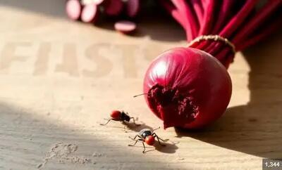 رنگ قرمز محصولات غذایی در کشور از نوعی حشرات تهیه می شود