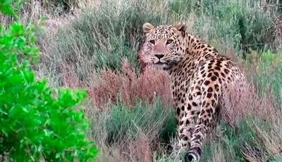 یک قلاده پلنگ ایرانی در ارتفاعات پارک ملی لار دیده شد + عکس