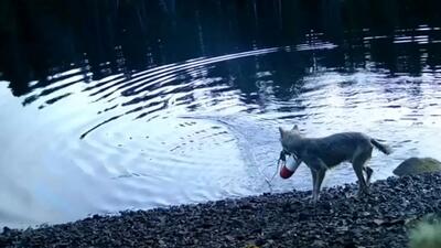  گرگ نابغه‌ ای که جهان را شگفت‌ زده کرد / فیلم