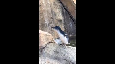 جشن تولد 25 سالگی پیرترین پنگوئن آبی در دنیا / فیلم