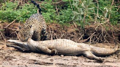  صحنه‌ای شگفت‌انگیز از حیات‌وحش؛ شکار تمساح توسط جگوار + فیلم