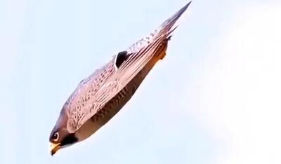  وقتی شاهین شیرجه می‌زند؛ حمله‌ای مرگبار با سرعت گلوله + فیلم