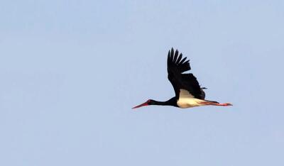 بازگشت امیدآفرین لک لک سیاه به سیستان و بلوچستان+ عکس