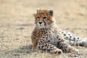 یک قلاده پلنگ ایرانی در نزدیکی تهران دیده شد! + عکس