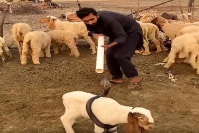  دامداری نوین؛ مار پیچیده دور بزغاله چوپان مفت تقدیمش نکرد جنگید