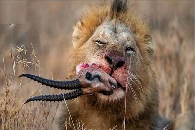  بدایع حیات وحش؛ شیر خبیث ایمپالا رو از پا خورد