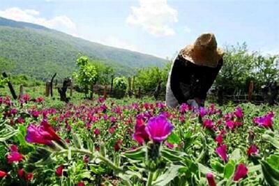  تعهد کشت ۲ هزار و ۵۰۰ هکتار گیاهان دارویی در خراسان شمالی
