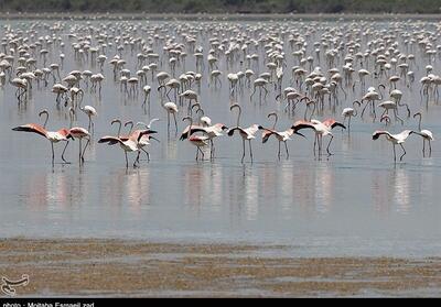 رقص دسته‌جمعی مسافران سیبری در آسمان خلیج‌فارس - تسنیم