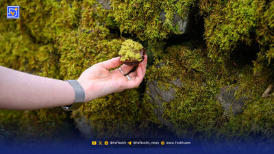 نیم کیلو خزه ۹۵هزار تومان؛ جنگل چقدر می‌ارزد؟