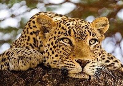  مشاهده یک پلنگ ایرانی در حاشیه روستای سمین‌دشت