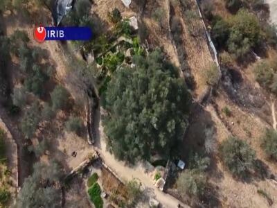  فصل خونین برداشت زیتون در کرانه باختری