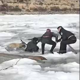  نجات سه گوزن از رودخانه یخ‌زده در چین