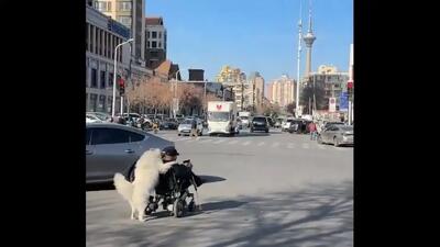  صحنه دیدنی کمک سگ به پیرمرد ویلچرنشین در چین (فیلم)