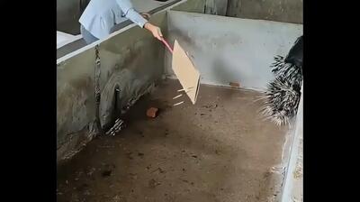  ایده خلاقانه کمک به جوجه‌تیغی با خارهای شکسته (فیلم)