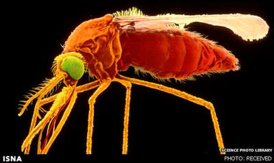 همه چیز درباره میزبان جام جهانی 2014، برزیل