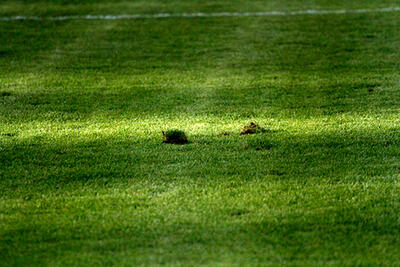  چمن نقش جهان بهتر شد