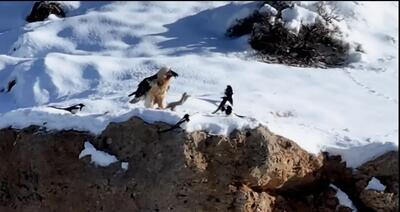 مشاهده «همای سعادت» در منطقه حفاظت‌شده قیصری چهارمحال‌ و بختیاری