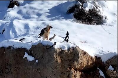 مشاهده مجدد همای سعادت در این منطقه+ تصویر