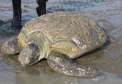 ببینید / نجات لاک‌پشت غول‌پیکر در سواحل بوشهر