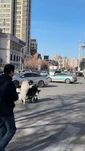 پیرمرد ویلچرنشین با کمک سگ از خیابان گذشت