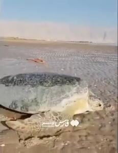 نجات لاک‌پشت غول‌پیکر در سواحل بوشهر