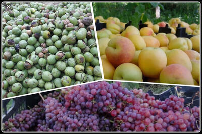  برداشت ۳۱۰۰ تن محصول از باغات شهرستان ایلام