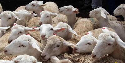 گوشت قرمز چرا از دام زنده تبعیت نمی‌کند؟