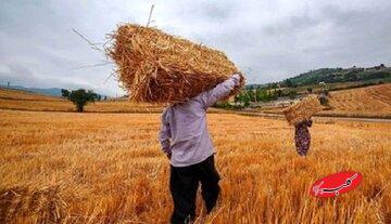  تغییر قیمت گندم جدی شد؟/ گندمکاران حتما بخوانند - کلبه سرگرمی