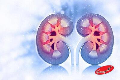 سلامت مغز با عملکرد کلیه‌ها مرتبط است - کلبه سرگرمی