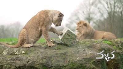 استقبال حیوانات وحشی از کریسمس! | ویدئو - مجله اینترنتی کولاک