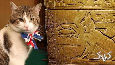 مشهورترین گربه‌های تاریخ؛ از گربه ملوان تا گربه اینترنتی | عکس - مجله اینترنتی کولاک