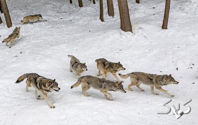 تصاویر نادر از شکار گراز توسط گرگ‌ها در مازندران - مجله اینترنتی کولاک