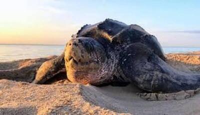 فیلم/ نجات لاک‌پشت غول‌پیکر در سواحل بوشهر