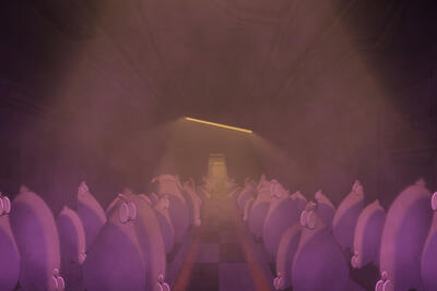 «مرغسانان» و سرزمین مردمان مسخ‌شده؛ پایان این فیلم امیدوارانه است